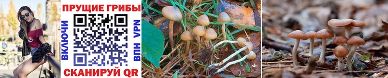 Псилоцибиновые грибы Magic Shrooms  Зея 